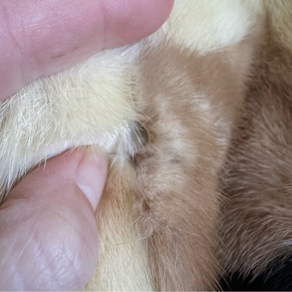 Vintage Mink Coat Saks Fifth Avenue Real Fur Stripe Blonde Retro 1960s Mod Small - Picture 13 of 15